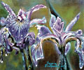 Purple Irises