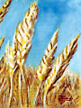 Wheat stalks